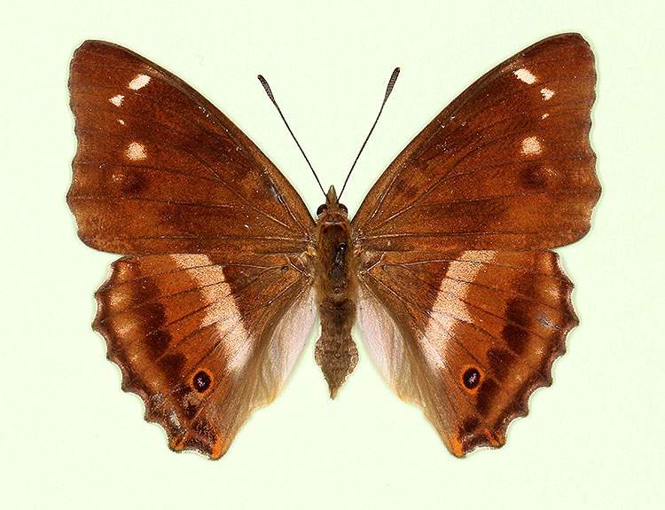 Apatura iris female (aberrant form penumbrata) (Internet Image property of respective owner, non-commercial use only)